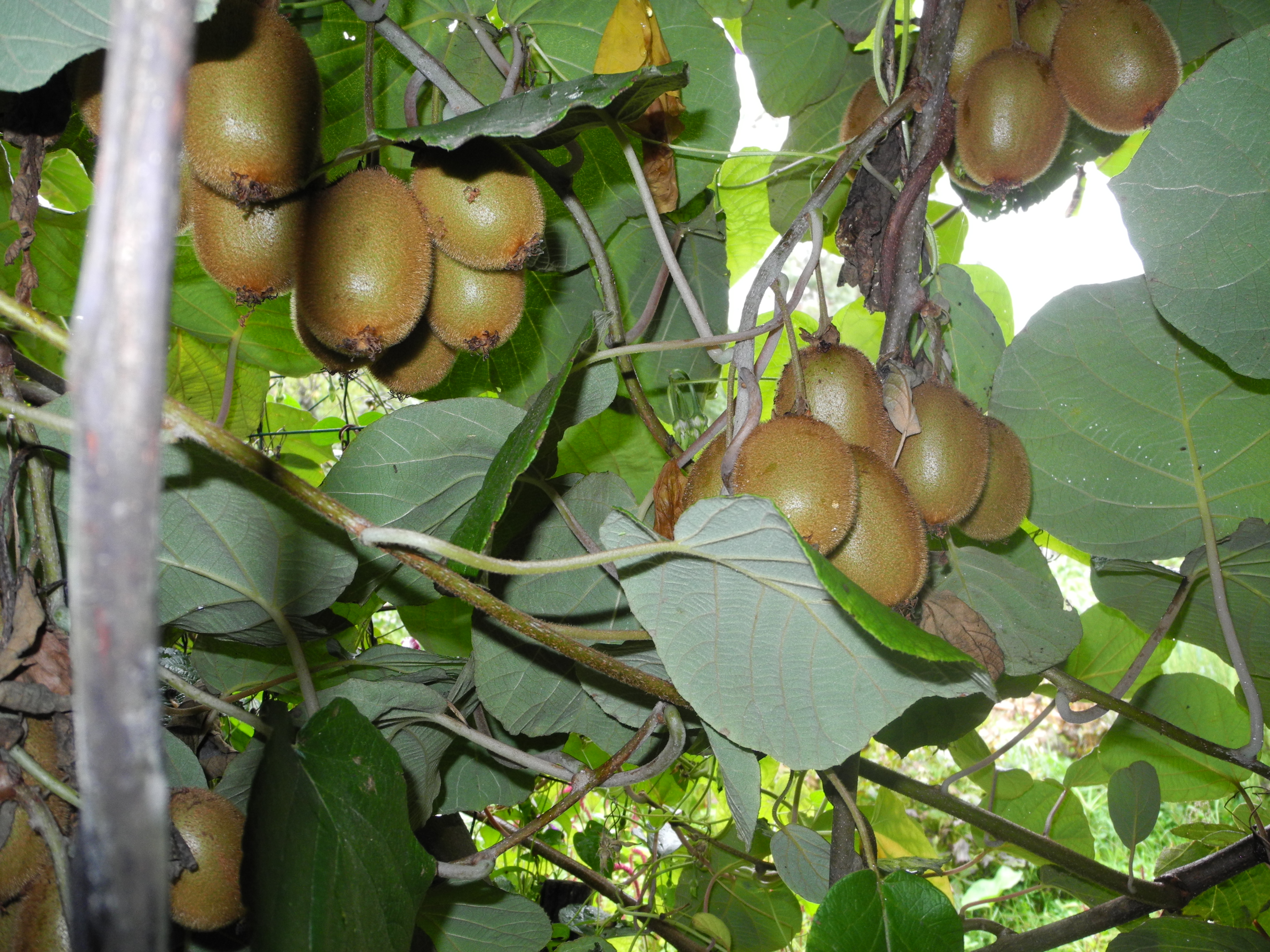 kiwi on the tree